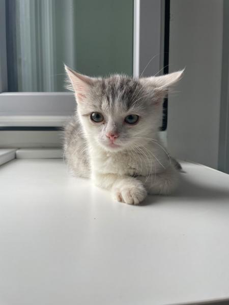Europäische Hauskatze
